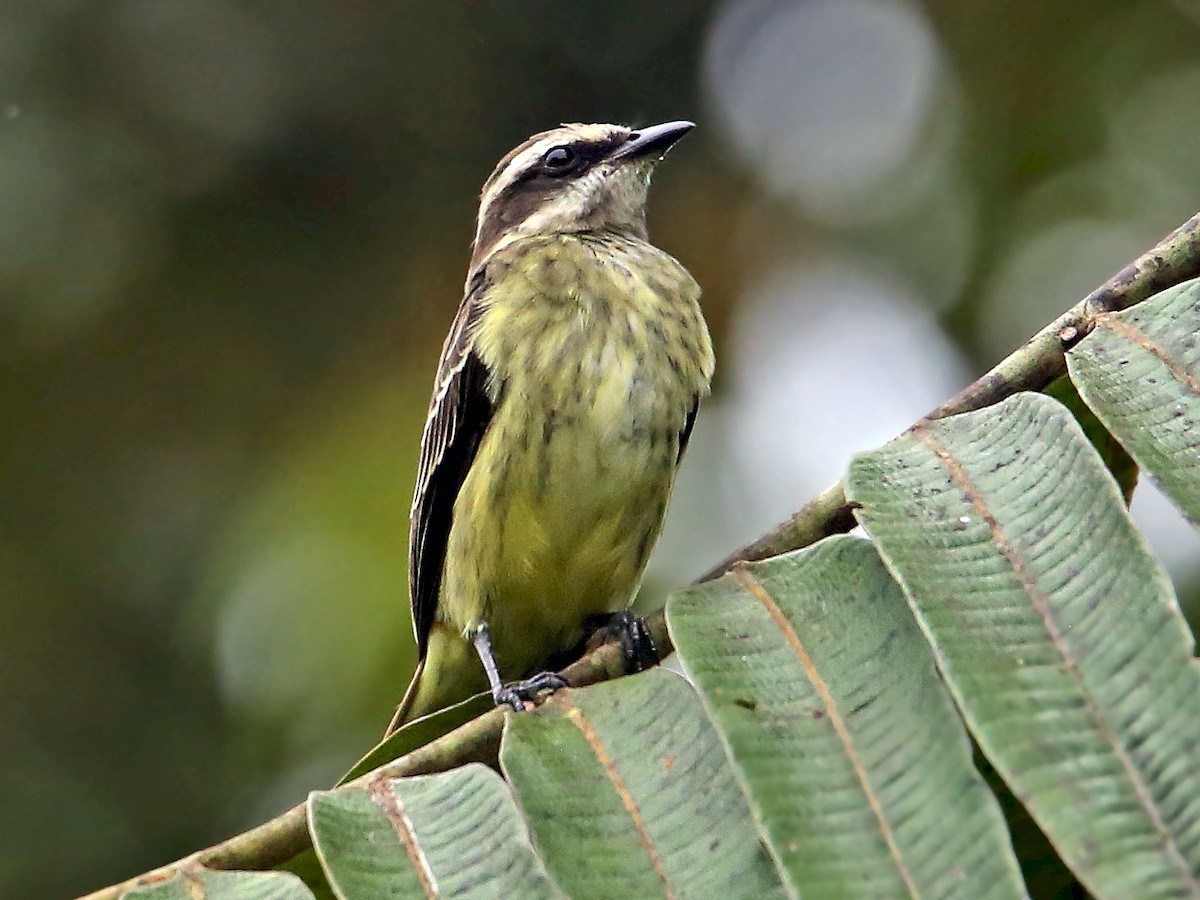 Piratic Flycatcher - Legatus leucophaius - Birds of the World