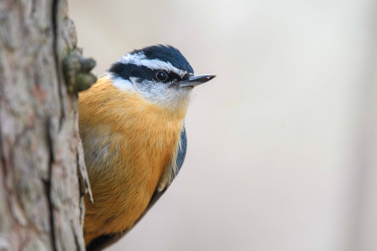Red-breasted Nuthatch - ML444048521