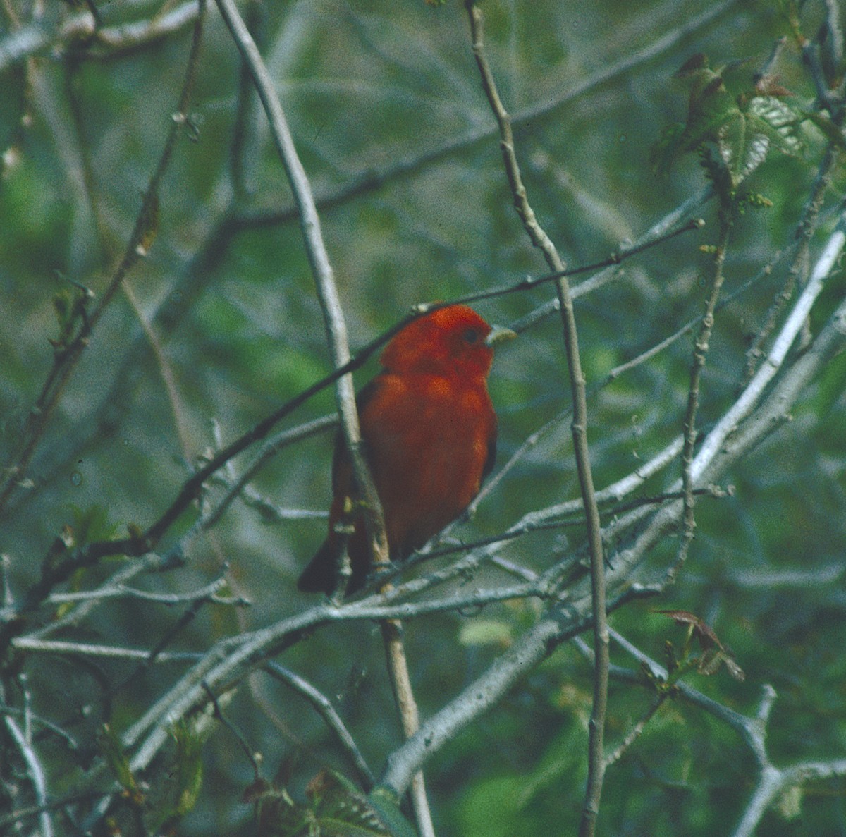 Scarlet Tanager - ML444052631