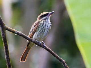  - Streaked Flycatcher