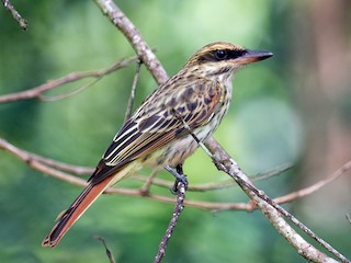  - Streaked Flycatcher