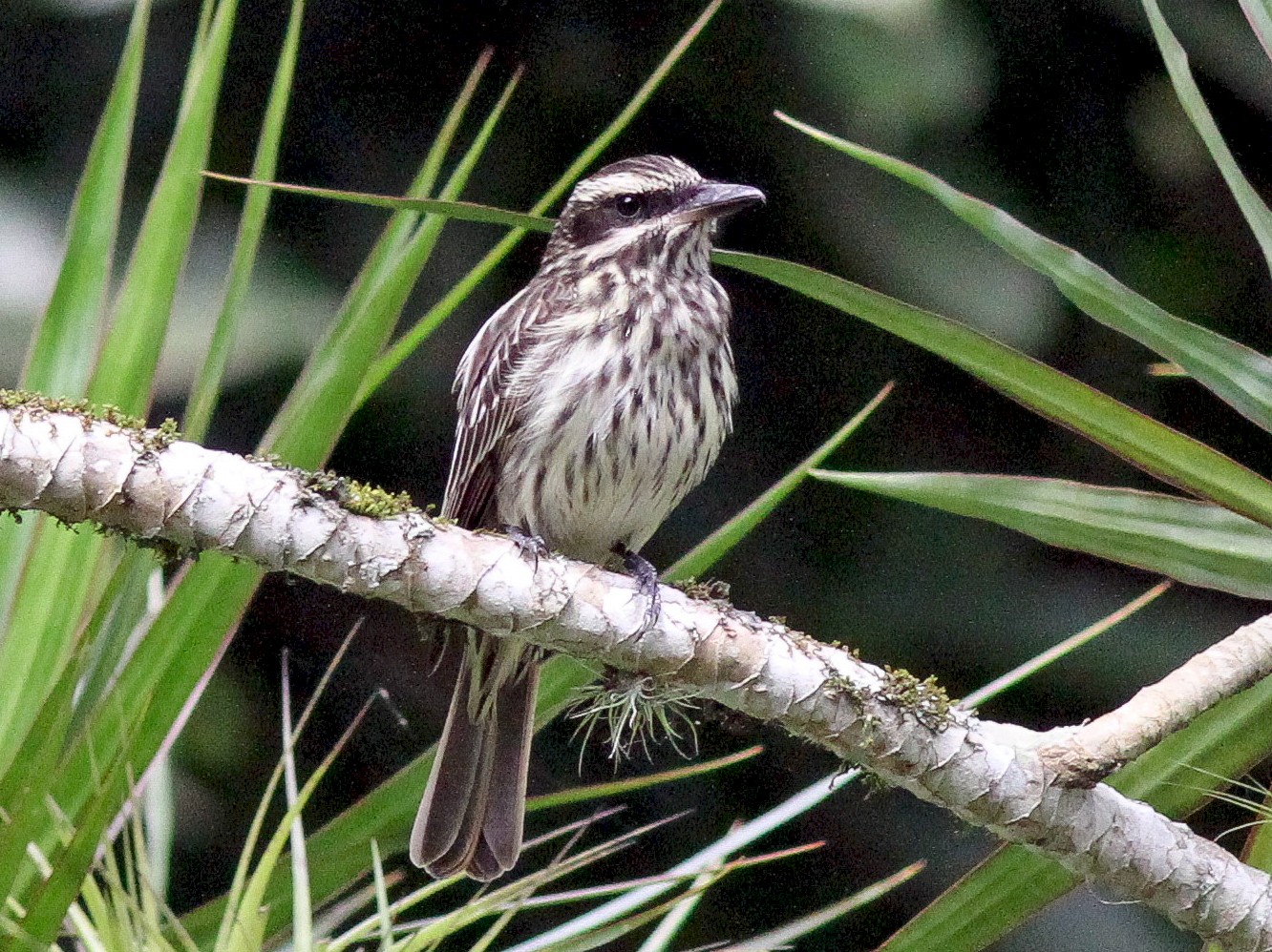bem-te-vi-rajado - eBird