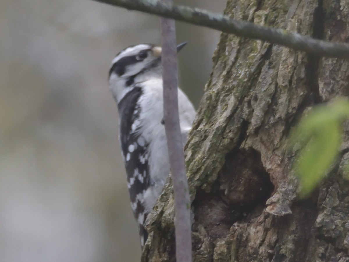 Downy Woodpecker (Eastern) - ML444054861
