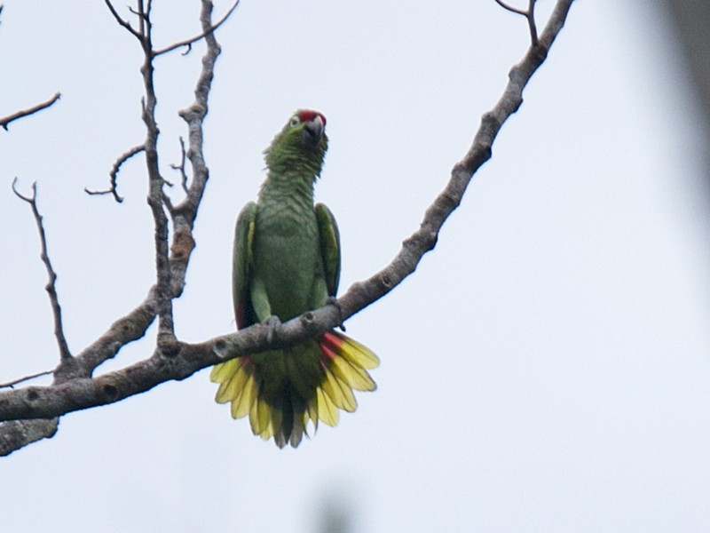 Red-lored Parrot - Ian Thompson