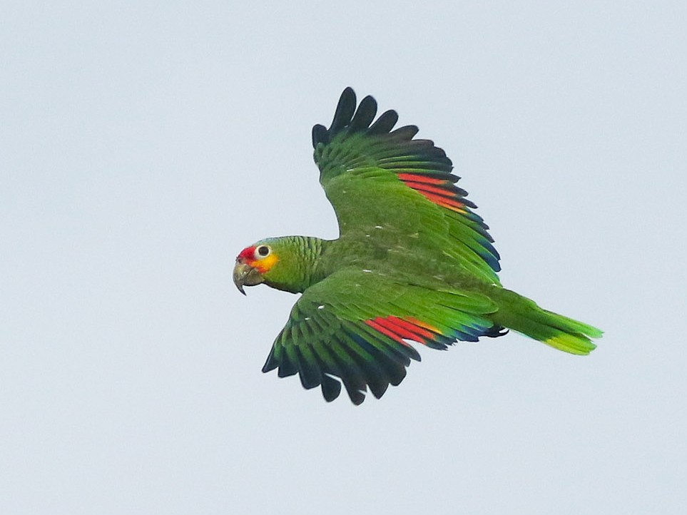 Red-lored Parrot - Michael O'Brien