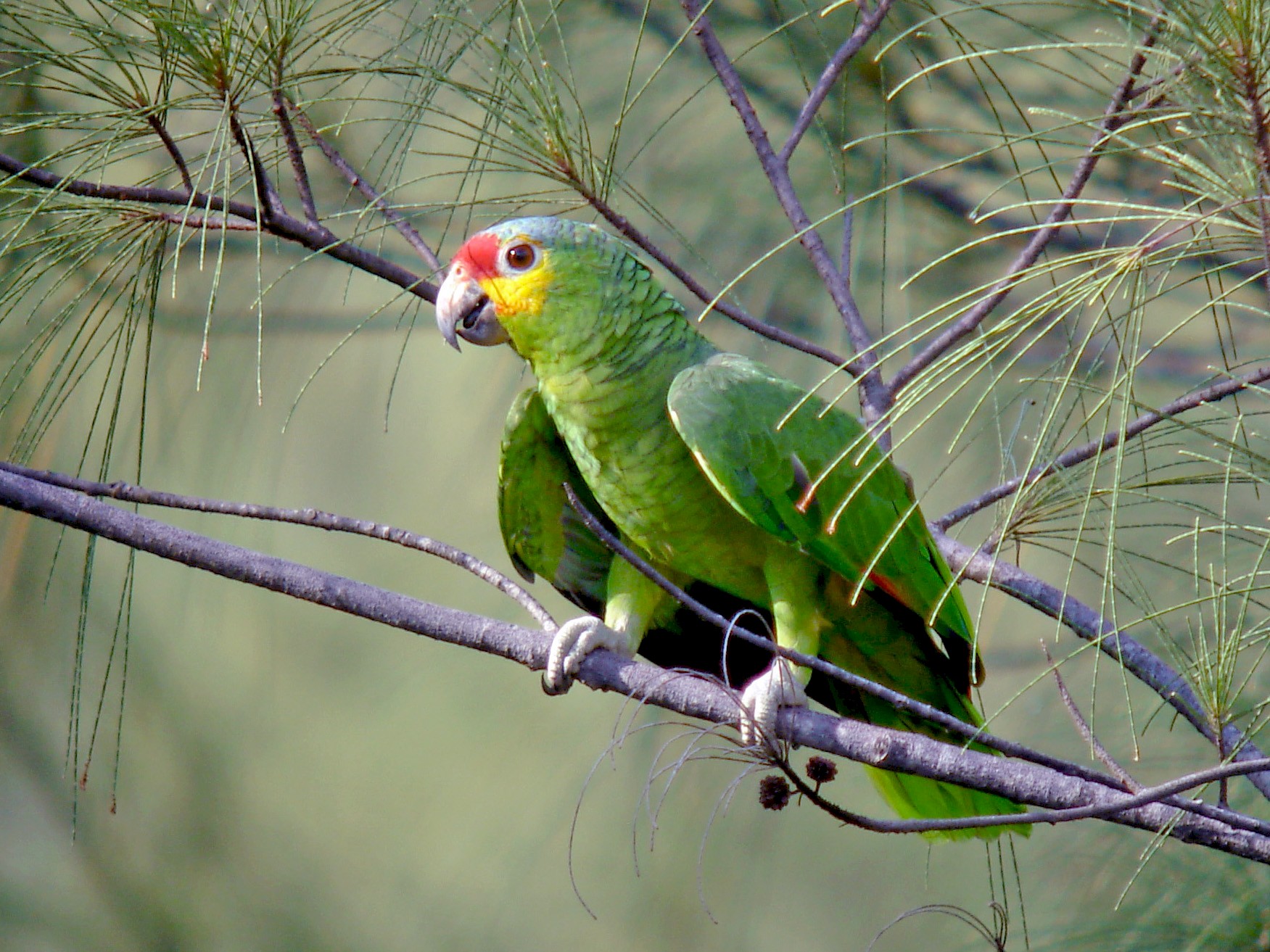 Red shop amazon parrot