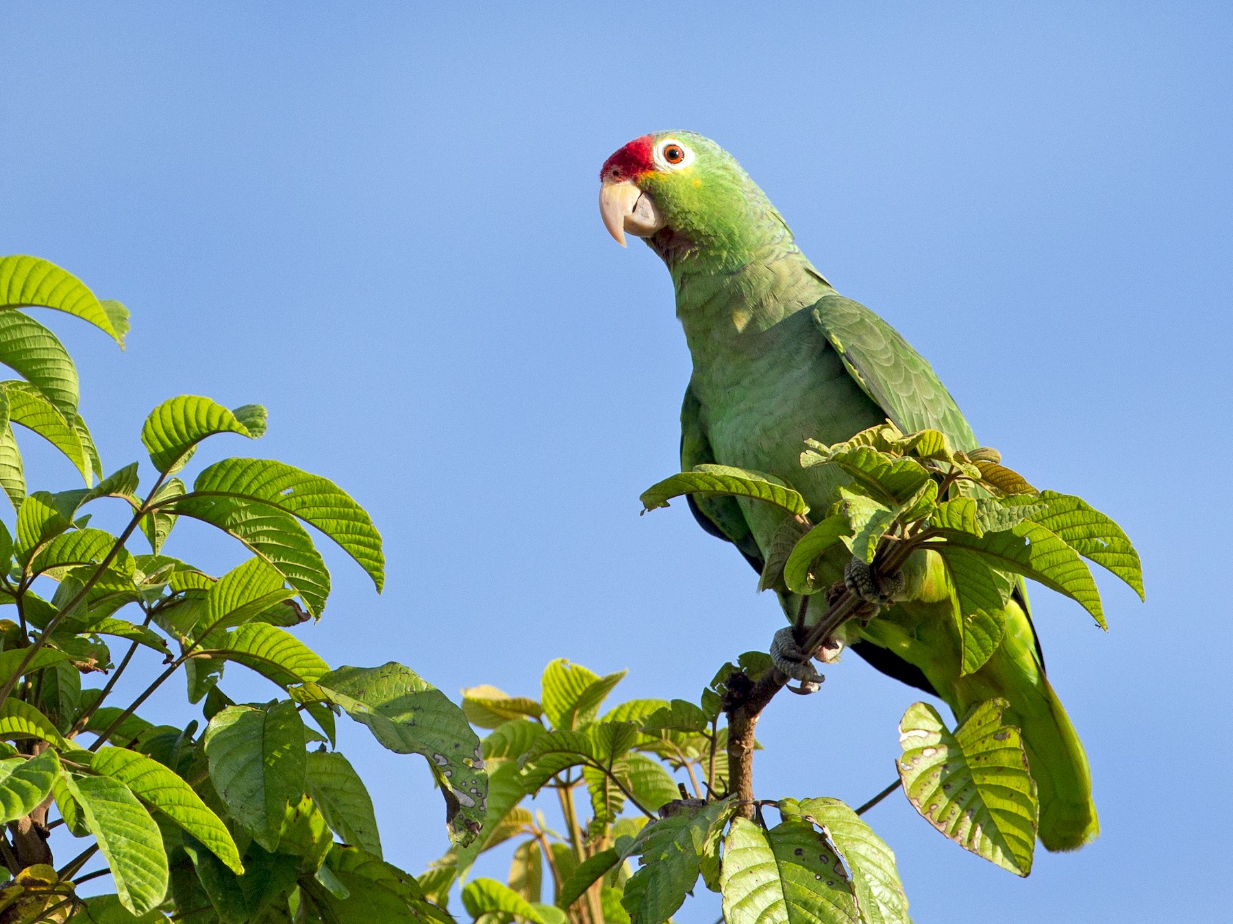 Red-lored Parrot - Chris Wood