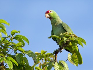 Adult (Salvin's) - Chris Wood - ML44406151