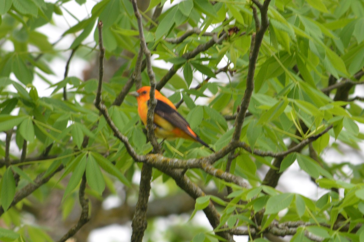 Scarlet Tanager - ML444063381