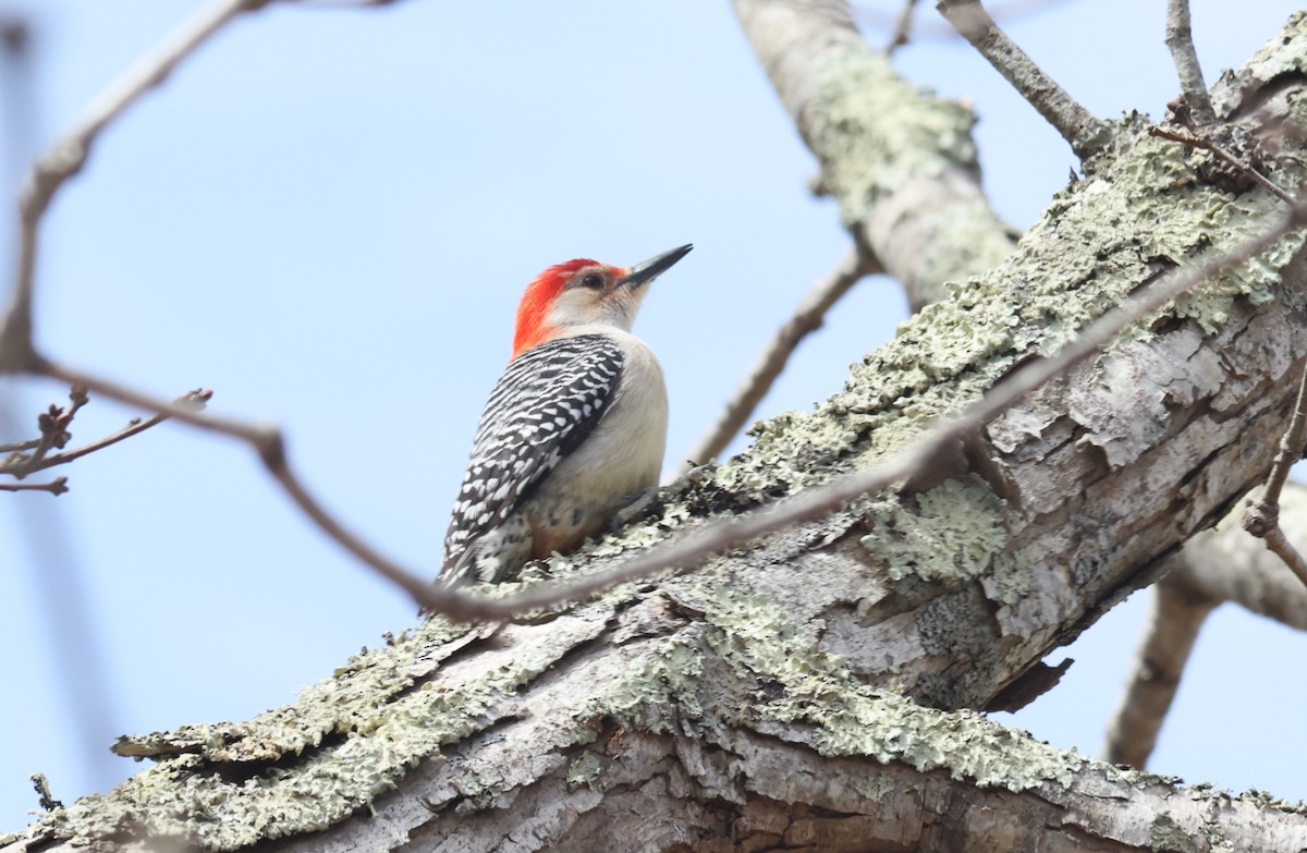 Red-bellied Woodpecker - ML444063451