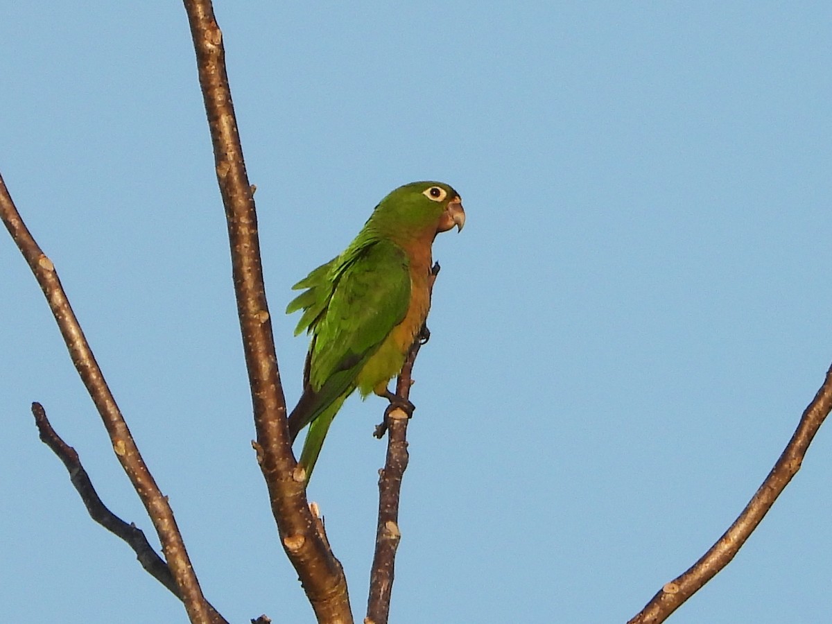 Olive-throated Parakeet (Aztec) - ML444064531