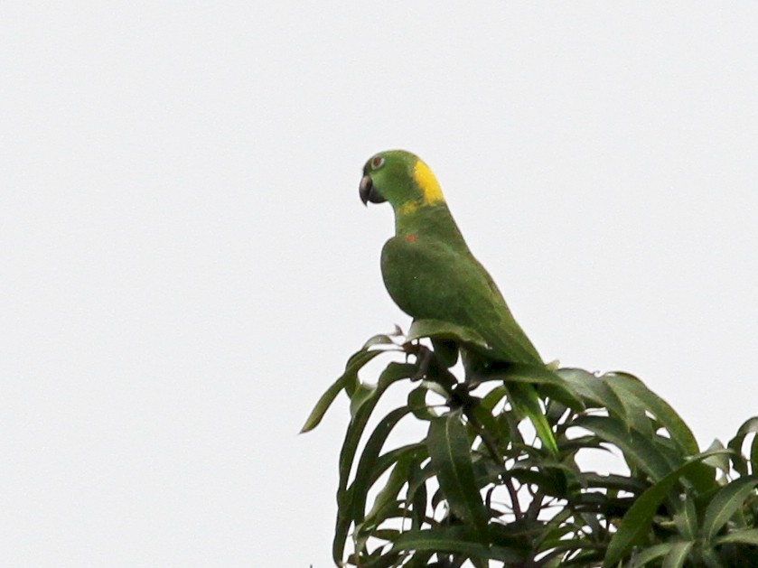 Yellow-naped Parrot - Georges Duriaux