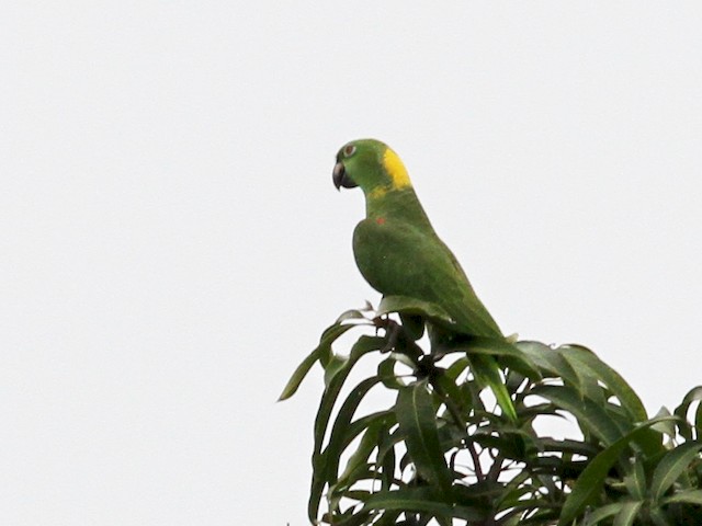 Photos - Yellow-naped Parrot - Amazona auropalliata - Birds of the World