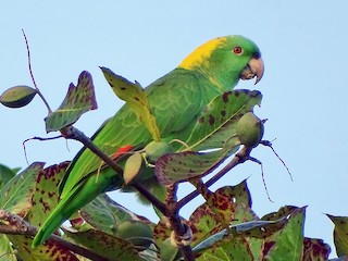  - Yellow-naped Parrot