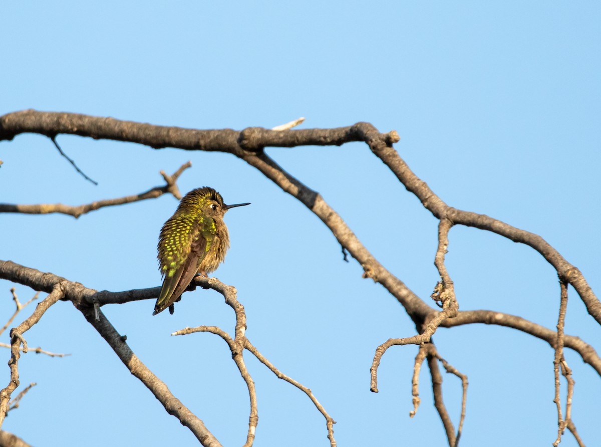 Green-backed Firecrown - ML444069721