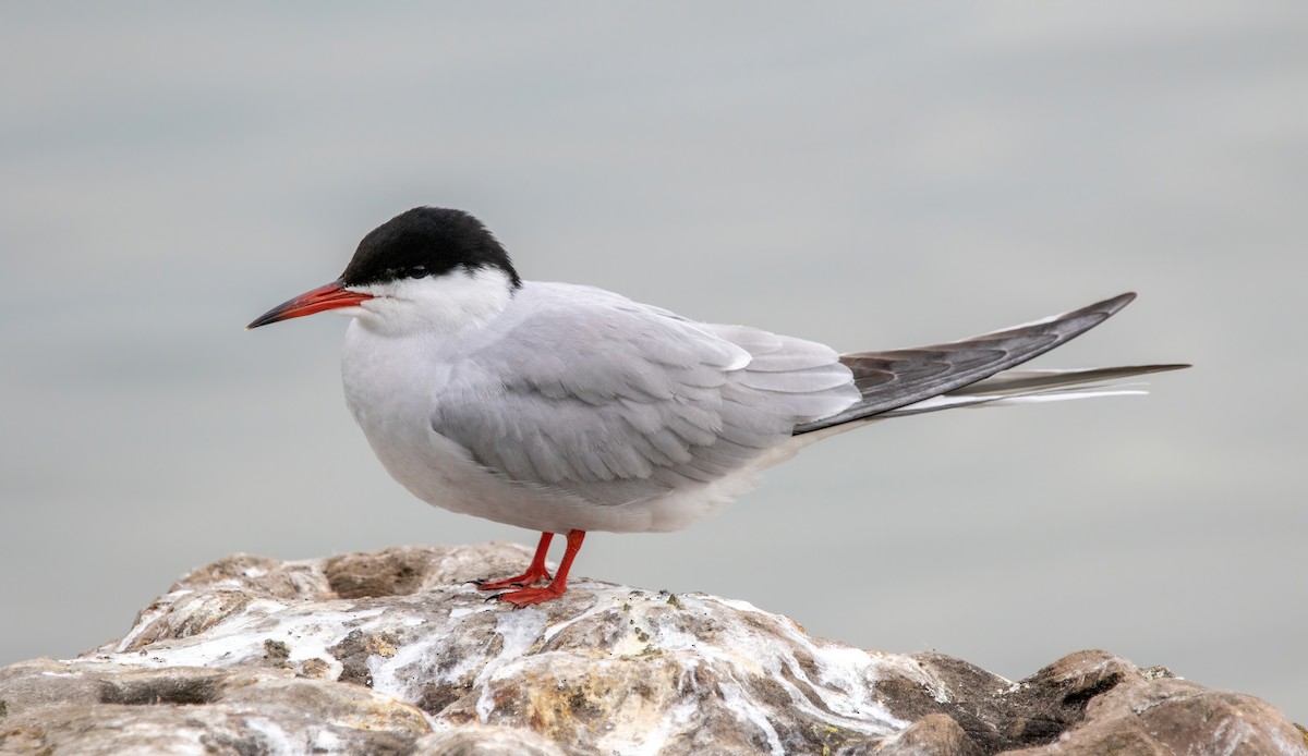 Common Tern - ML444070751