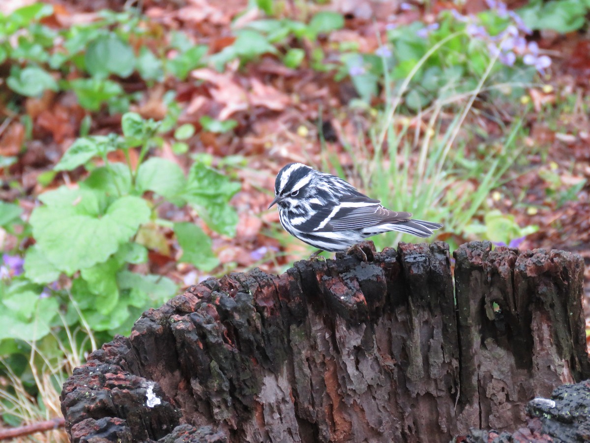Black-and-white Warbler - ML444073861