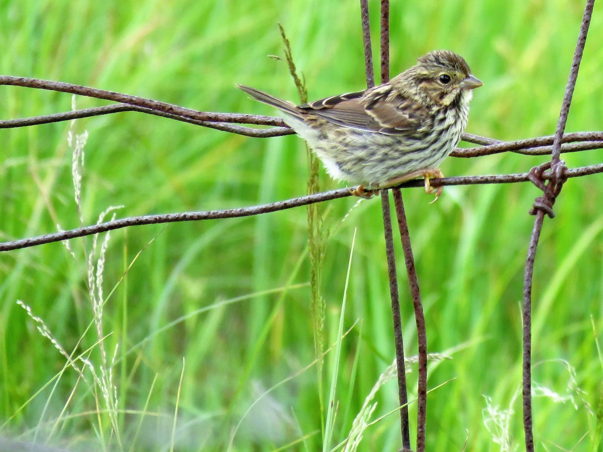 Savannah Sparrow - ellen horak