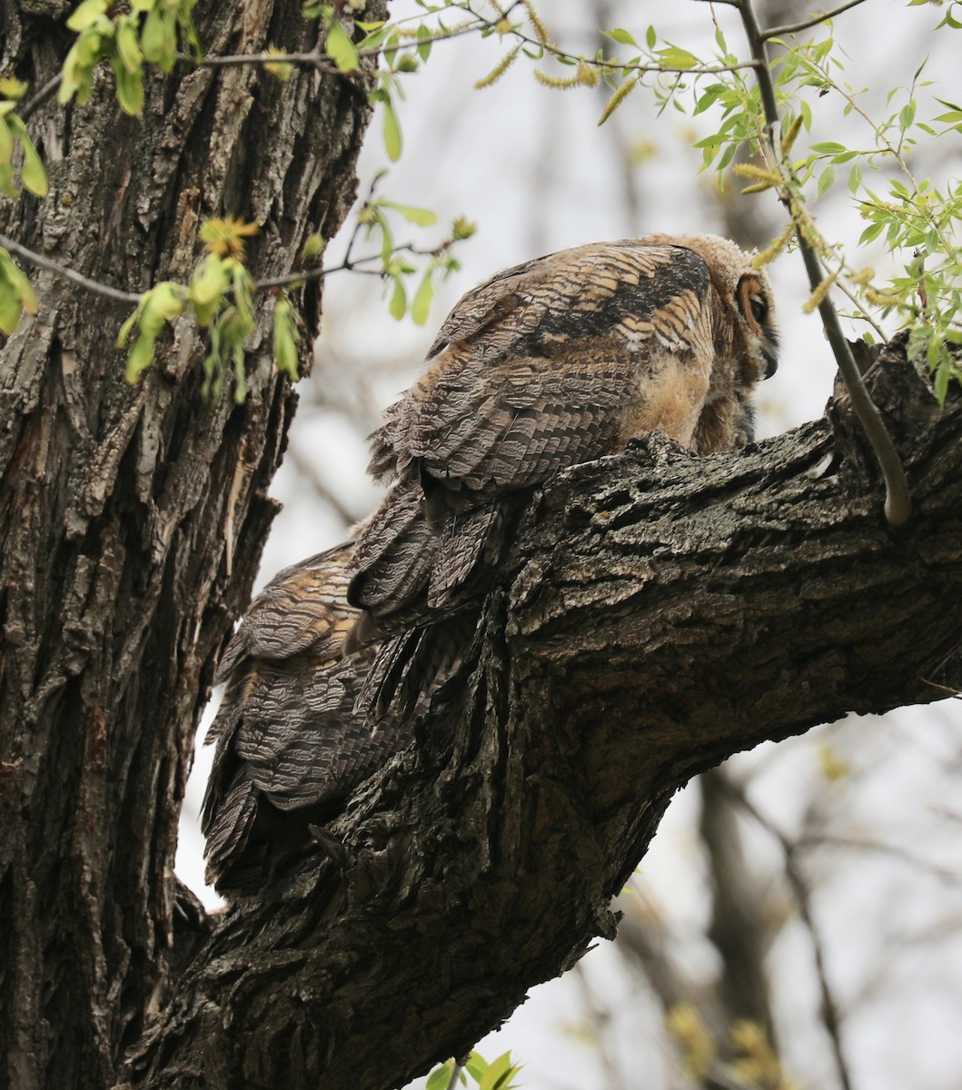 Great Horned Owl - ML444076451