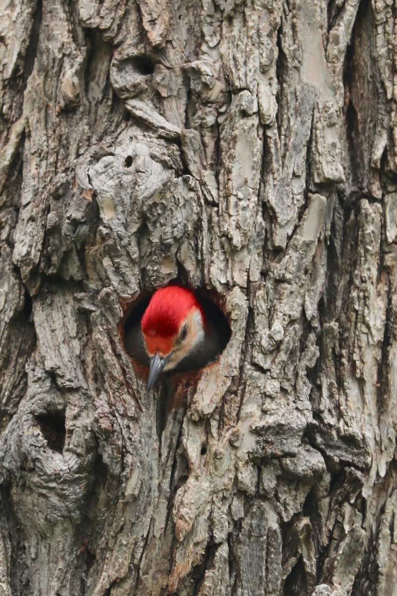 Red-bellied Woodpecker - ML444077071