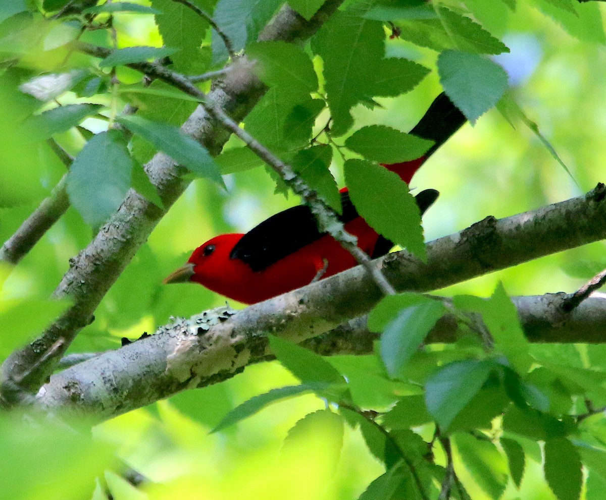 Scarlet Tanager - ML444083491