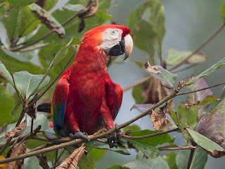  - Scarlet Macaw