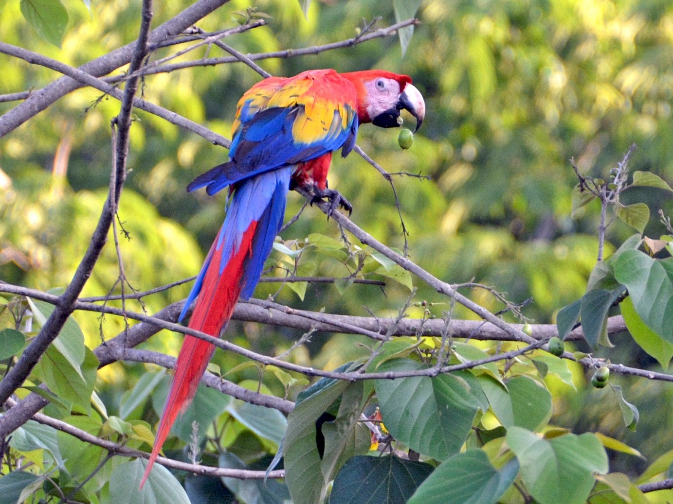 Scarlet Macaw - 