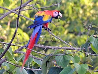  - Scarlet Macaw