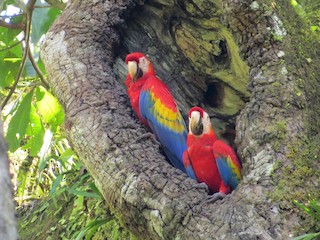 コンゴウインコ - eBird