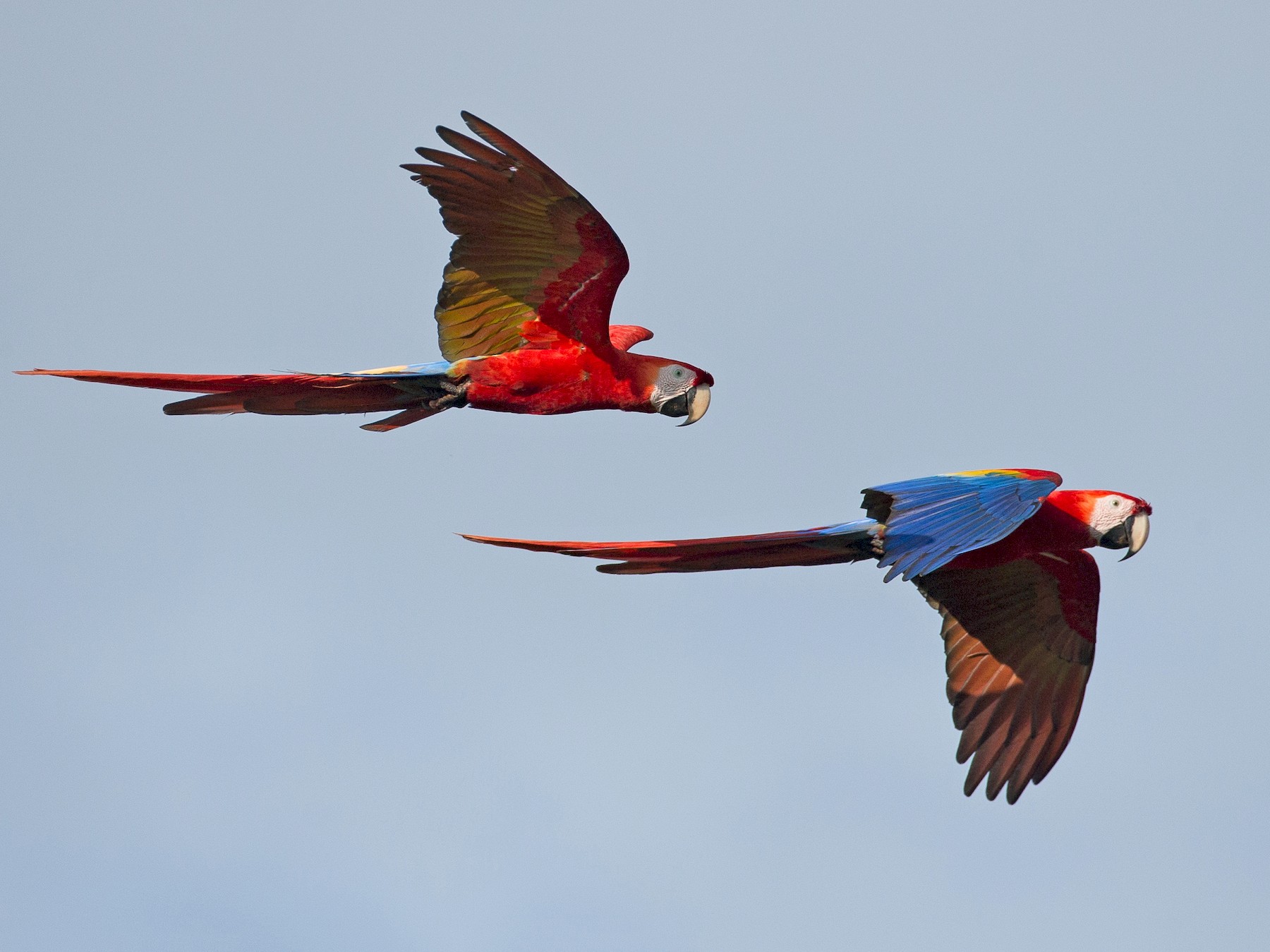 Scarlet Macaw Wings