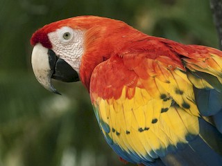  - Scarlet Macaw