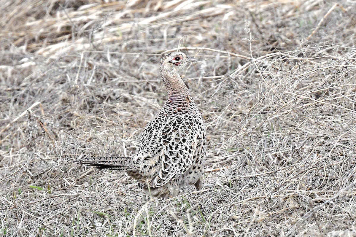Ring-necked Pheasant - ML444103641