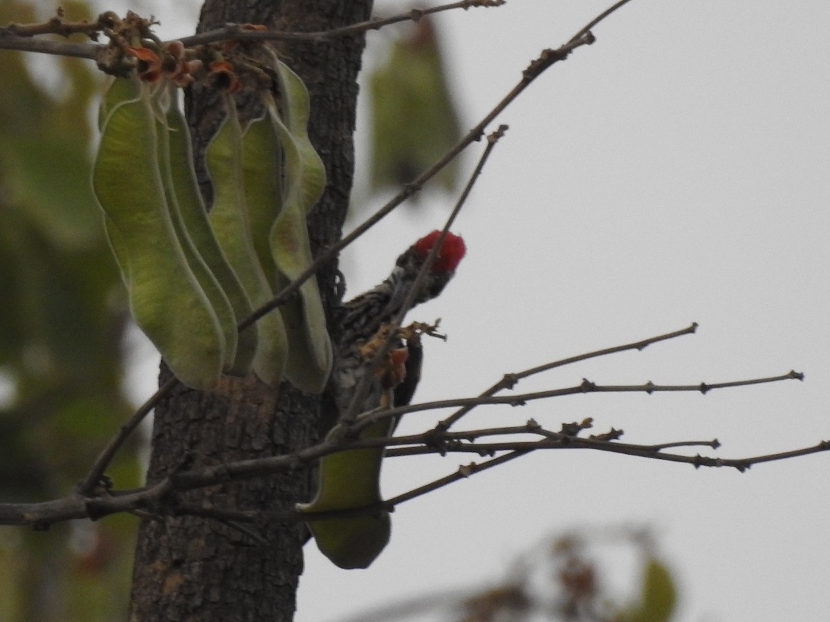 White-naped Woodpecker - ML444105821