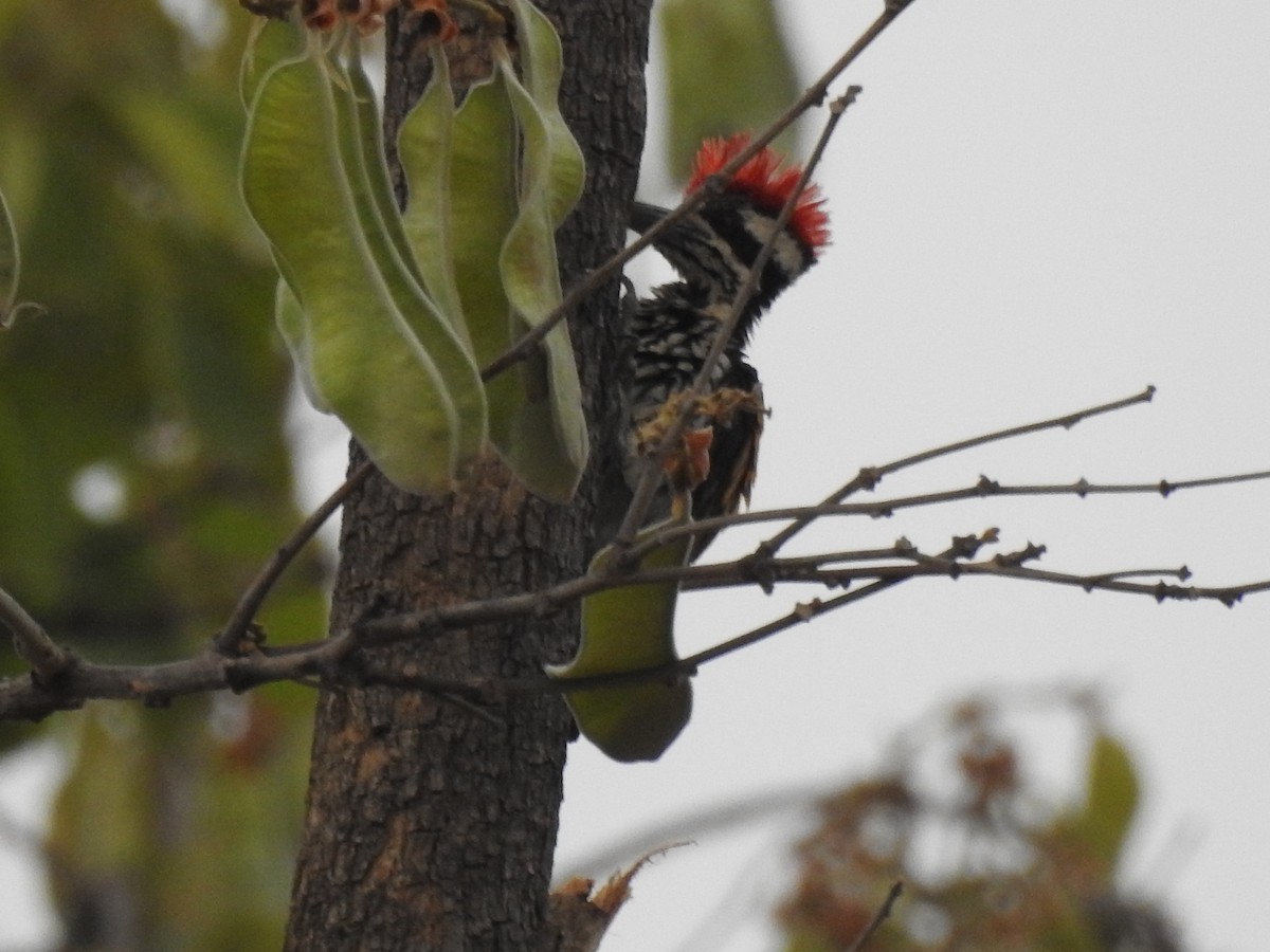 White-naped Woodpecker - ML444105841