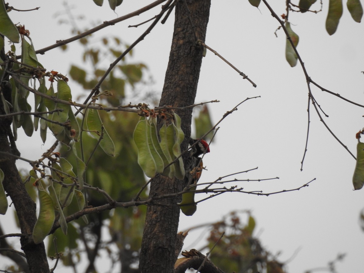 White-naped Woodpecker - ML444105851