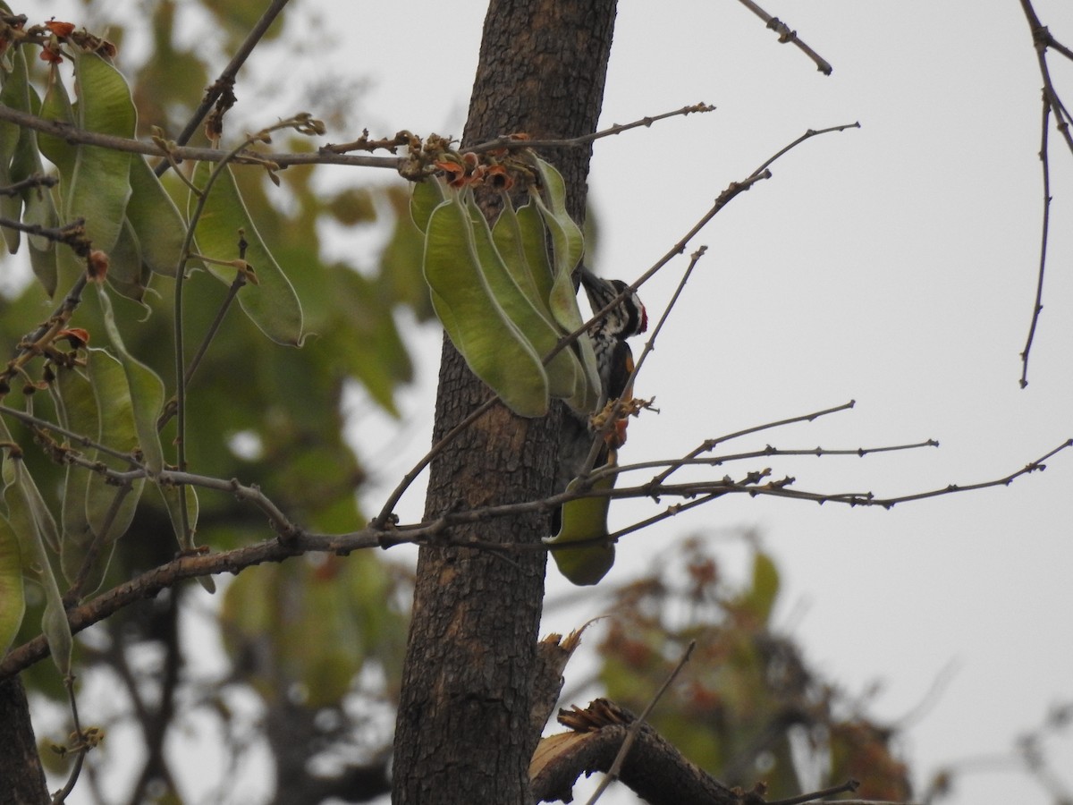 White-naped Woodpecker - ML444105861