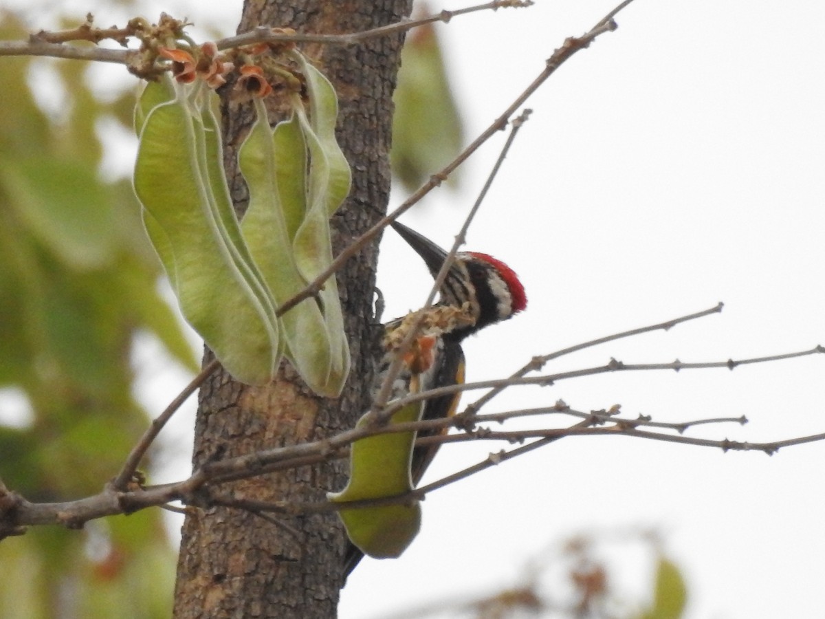 White-naped Woodpecker - ML444105971