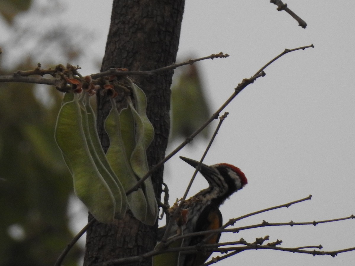 White-naped Woodpecker - ML444105981