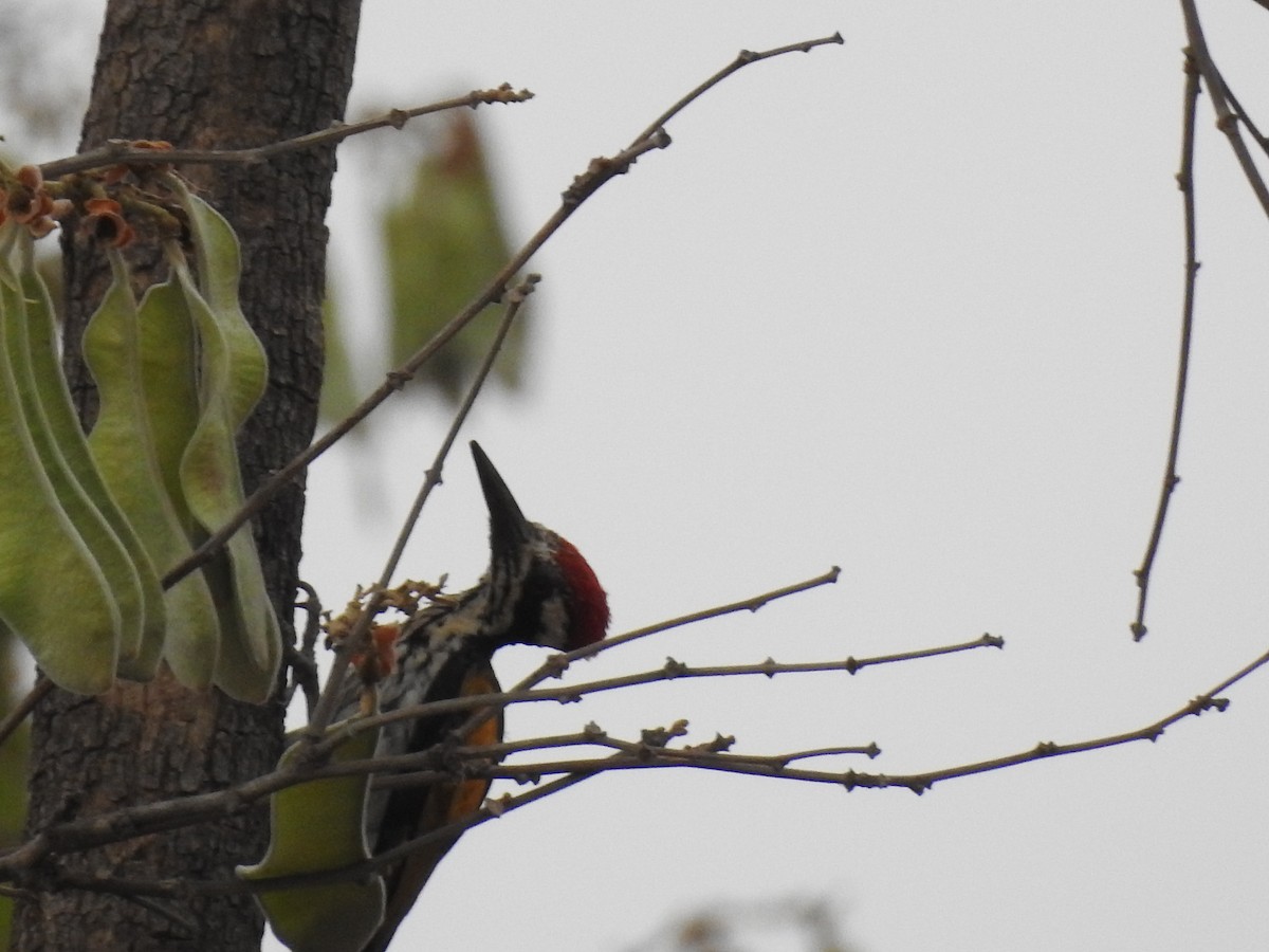 White-naped Woodpecker - ML444106001