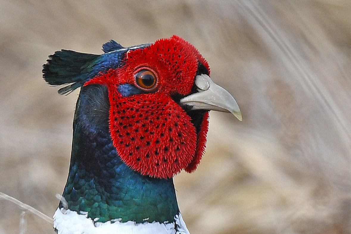 Ring-necked Pheasant - Chris Rees