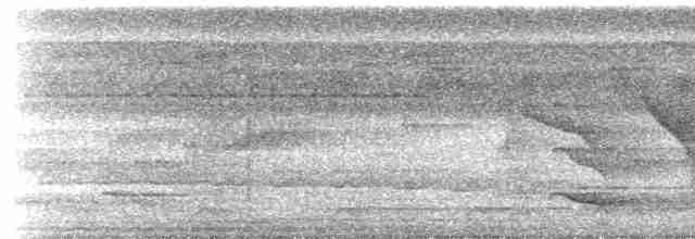 klatremaurvarsler (anabatinus gr.) - ML444108261
