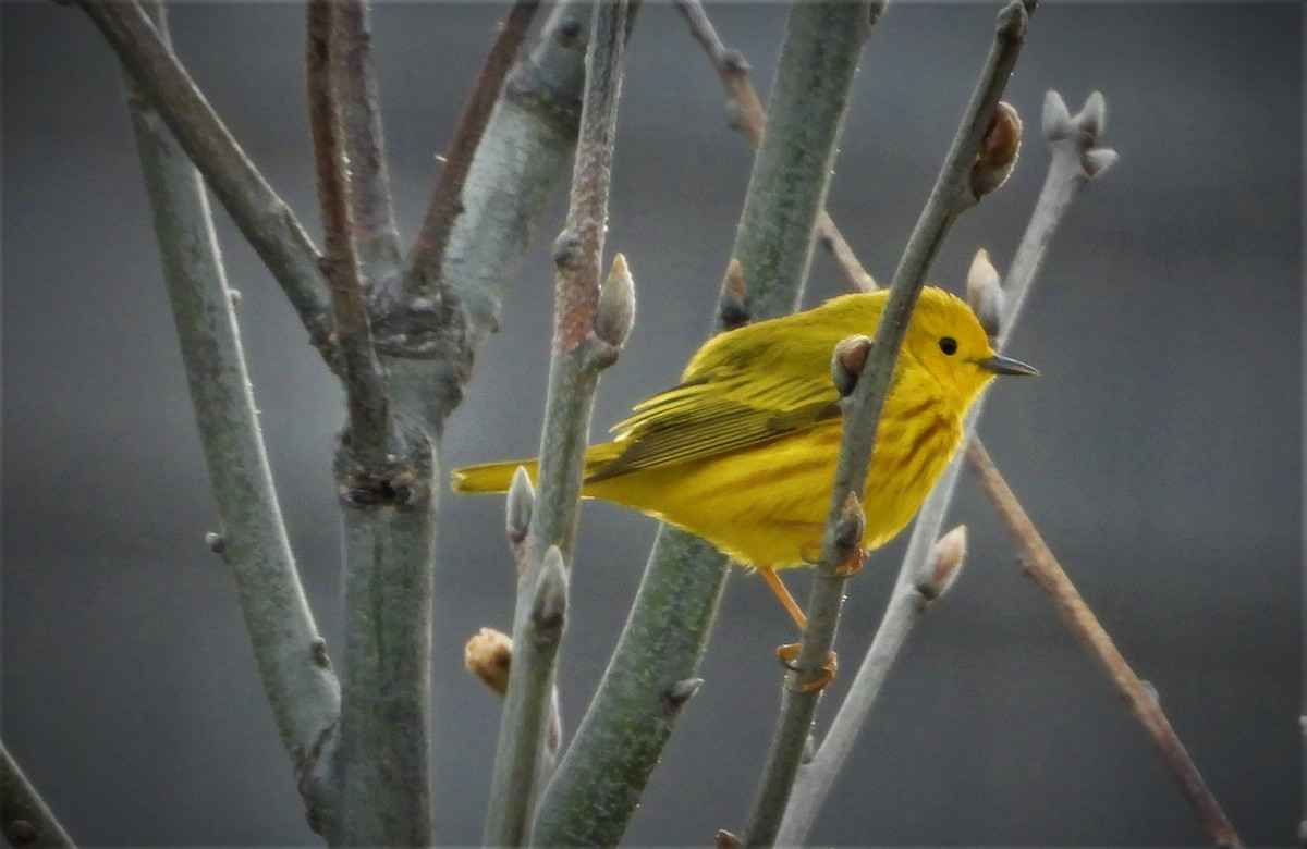 Yellow Warbler (Northern) - Philip Kyle