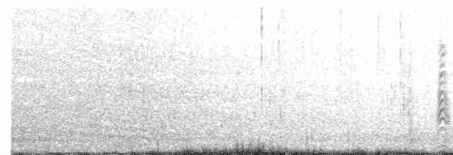 Магелланова чайка - ML444116011