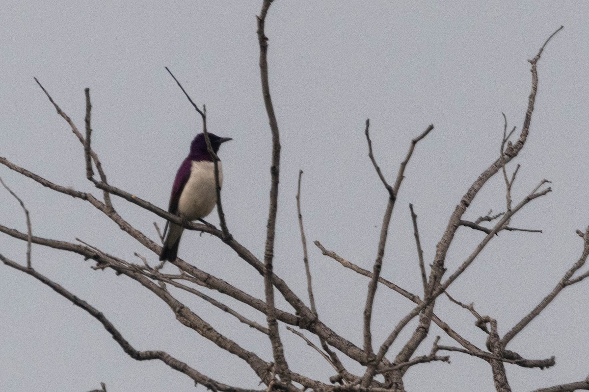 Violet-backed Starling - ML444116871