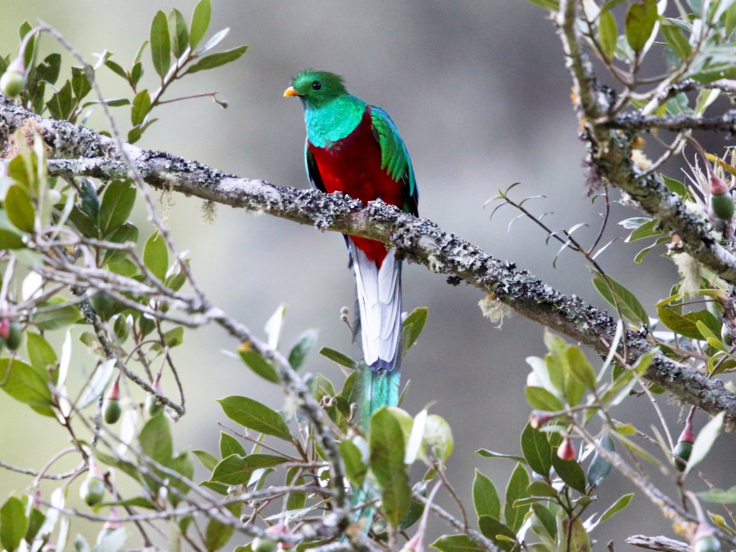 The Male Resplendent Quetzal Bird - Kenmure