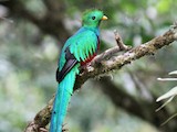 Resplendent Quetzal - Ebird Status And Trends