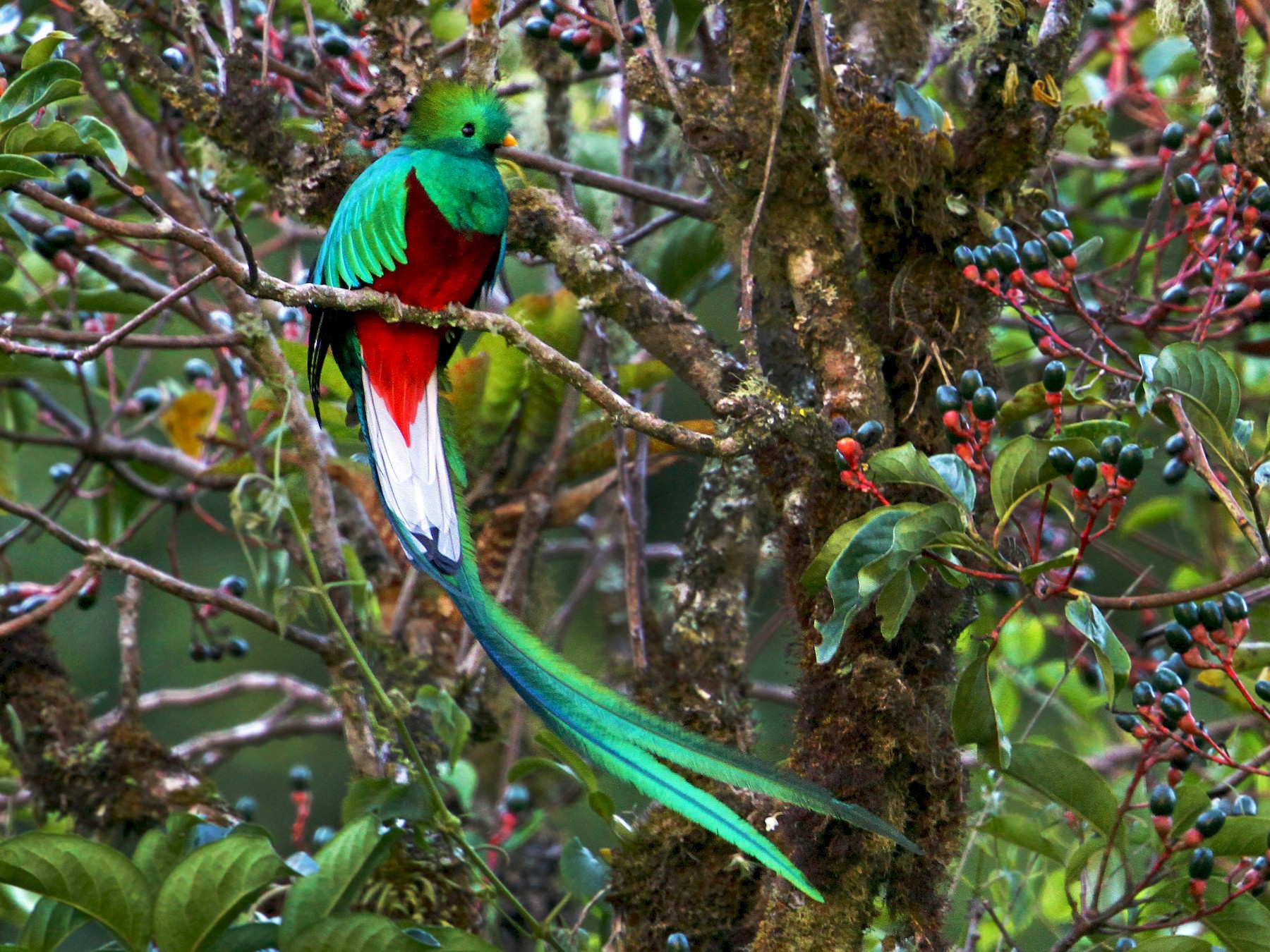 quetzal tours guatemala