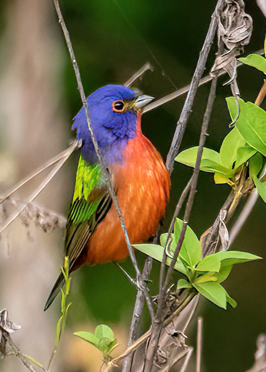 Painted Bunting - ML444119031