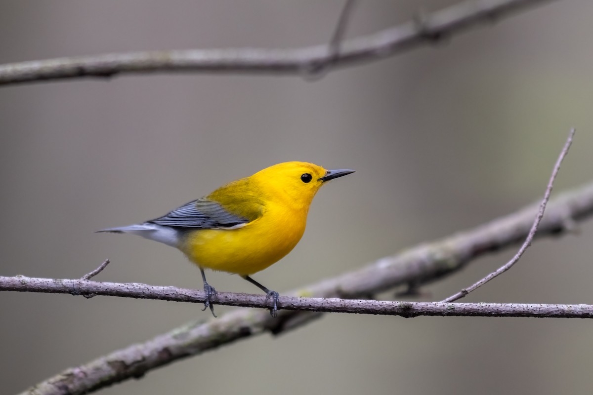Prothonotary Warbler - ML444120931