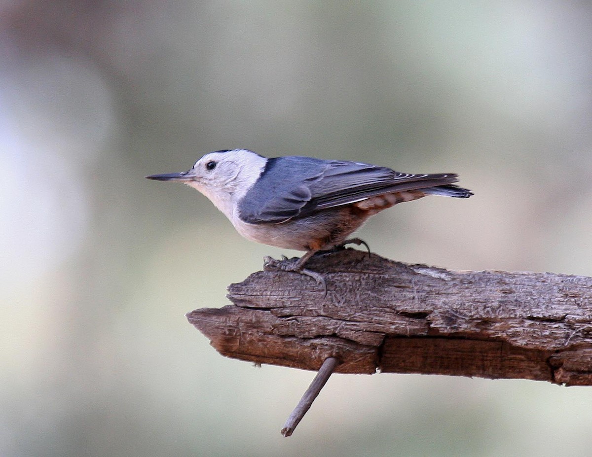 White-breasted Nuthatch - ML444121121